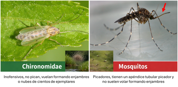 Quironómidos: los insectos inofensivos que confundimos con mosquitos